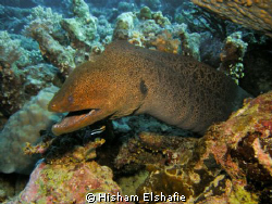 Moray eel by Hisham Elshafie 